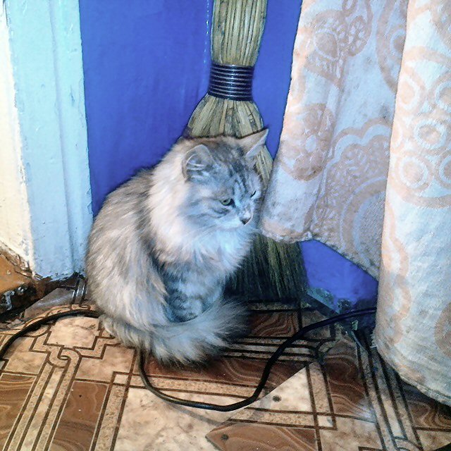 Котовторник 11.11.2014