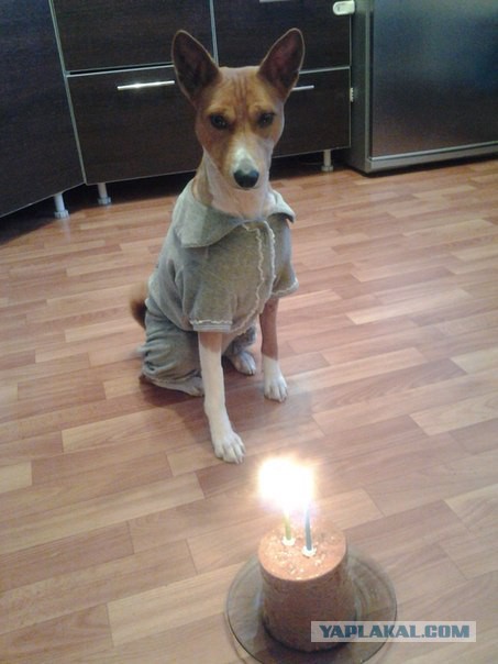 Собакочетверг..