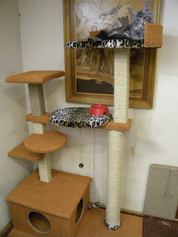 Котовторник