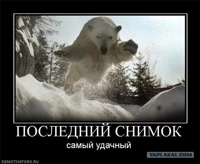 В гостях у медведя