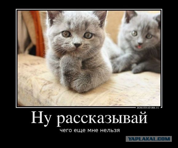 Известные котомемы.