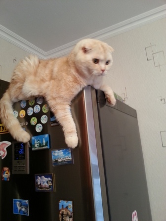 Котовторник  21.07.2015