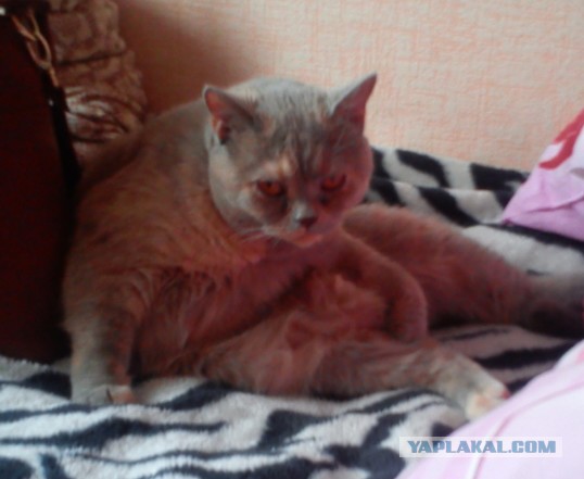 Мой кот меня не уважает?