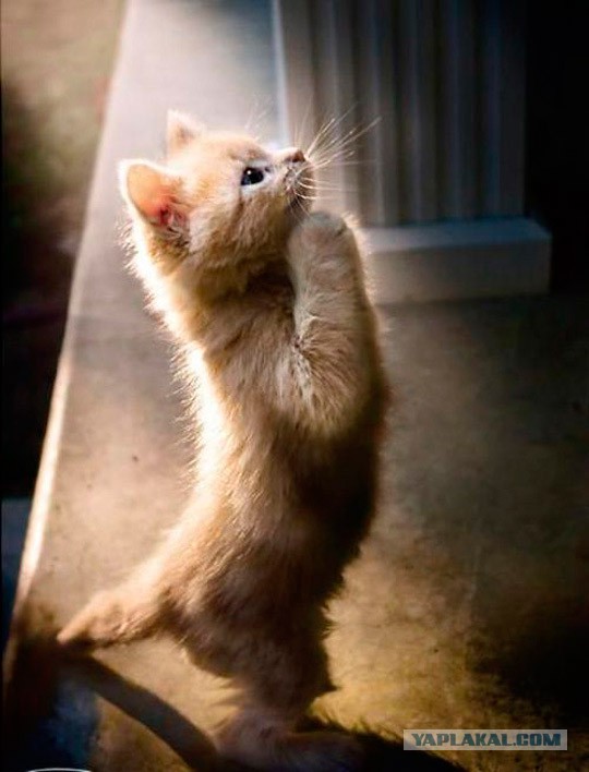 Разные картинки