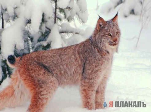 ДИКИЕ КОШКИ
