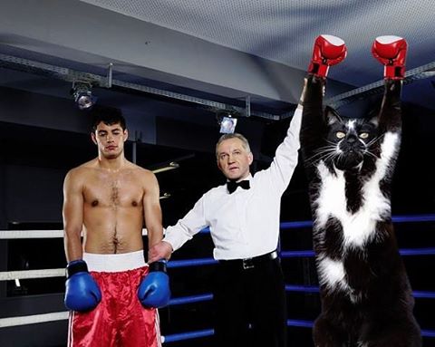 Фотожаба: «Сдающаяся» кошка