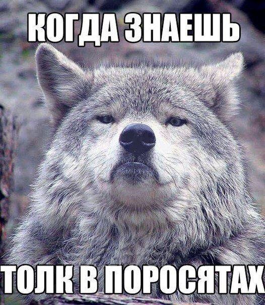 Божьи твари