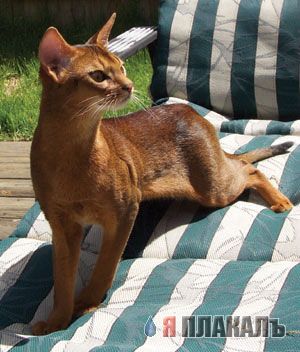 Вторничный котомёт!