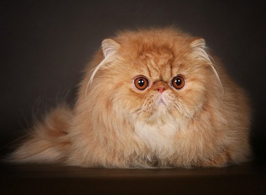 Коты из сети
