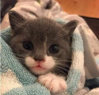 Коты из сети