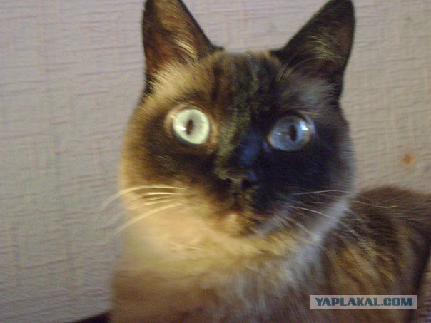 13 картинок, которые напомнят вам про 2007-й...