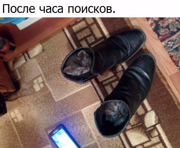 Коты и Кошки