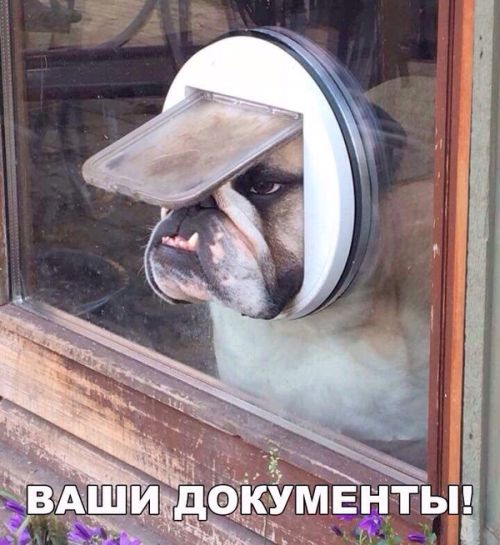 Подборка забавных животных