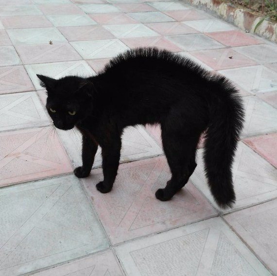 Коты и Кошки