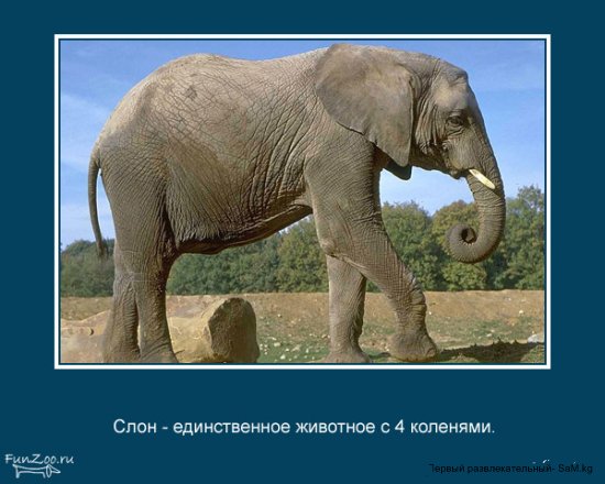 23 интересных факта о животных, которые вас удивят