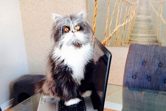 Коты и Кошки