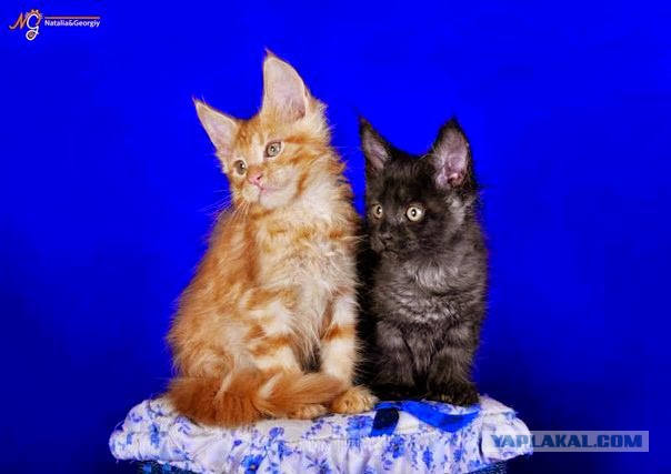 Котовторник  10.10.2017
