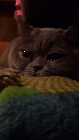 Котовторник!