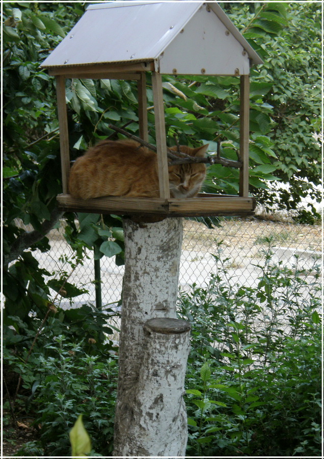 Крымские каникулы. Котовторник