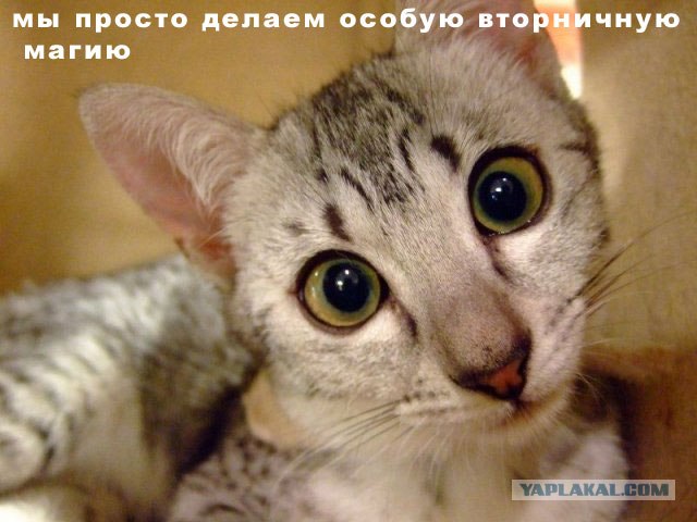 Котовторник на ЯПлакалъ 08.07.2008