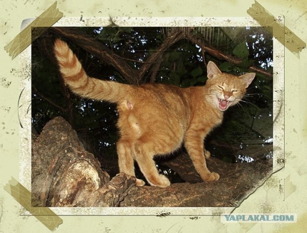 Рыжий котовторник на ЯПлакал!, Смотрим  и добавляем!