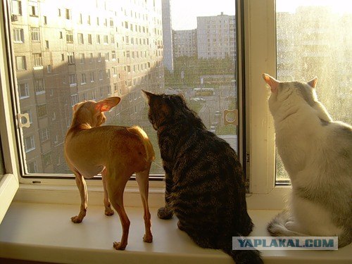 Кошак в шоке