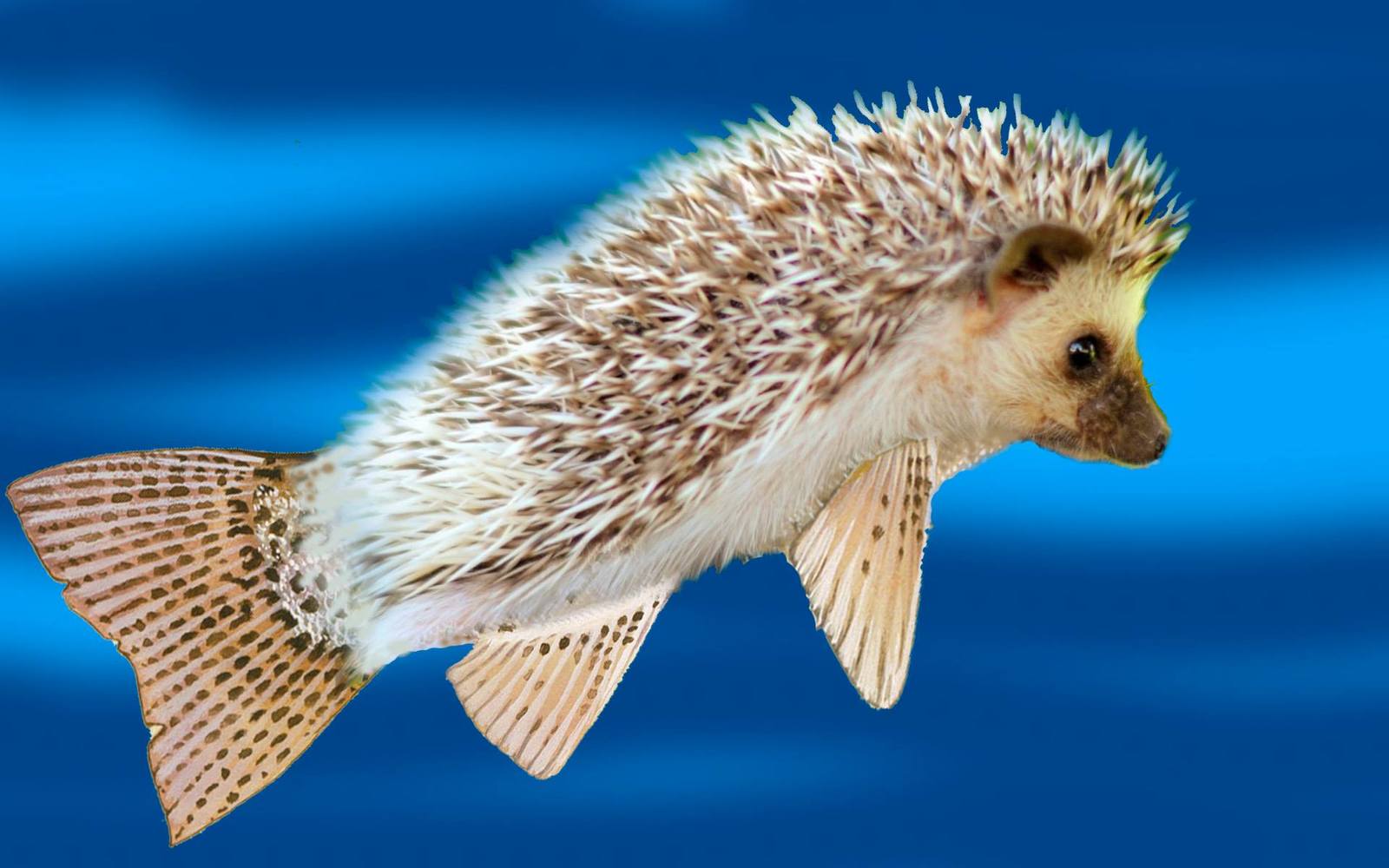 Морской ежик