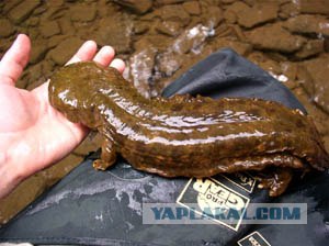 Гигантская японская саламандра