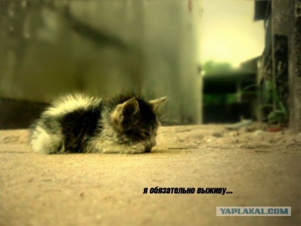 В рамках "Котовторника" (35 фот)