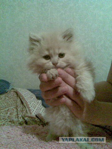 Котовторник: начало