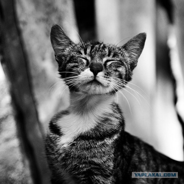 Котовторник на 6 июля