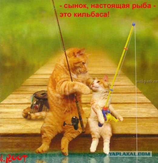 Котейкин вторник! Космический 12.04!