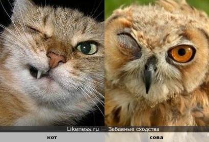 КотЭ. Пародия на сову.