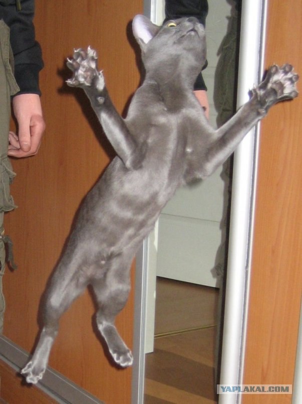 Котовторник