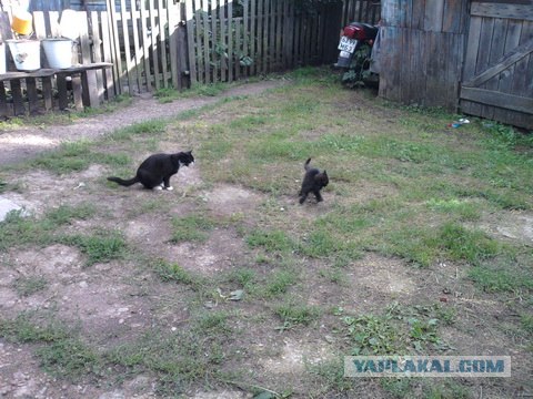 Котовторник с Максом