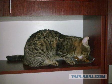 Состоятельный котовторник