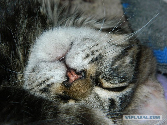Котовторник 1.11.11