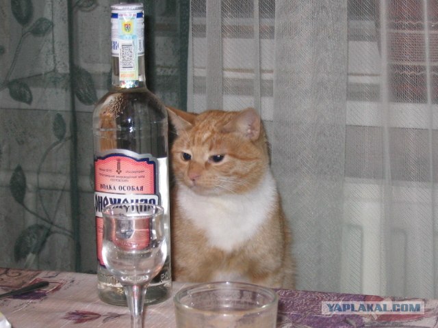 Котовторник 22.11.11