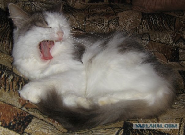 Котовторник 10.04.2012
