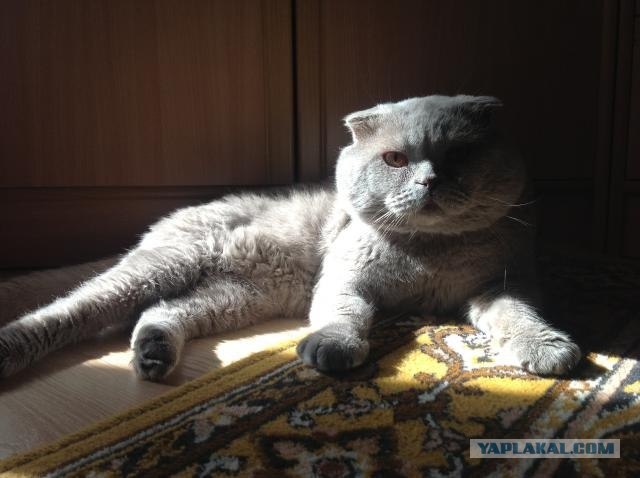 Находка на заднем дворе