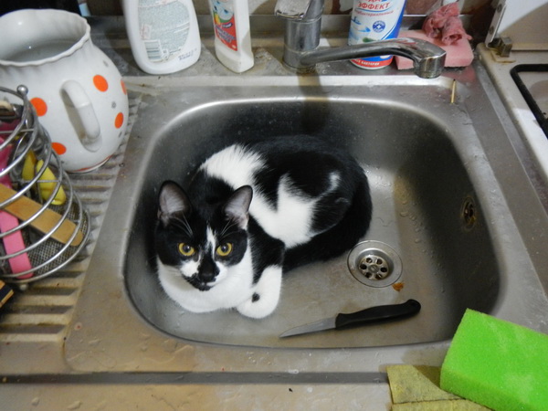 Новогодний Котовторник 01.01.2013