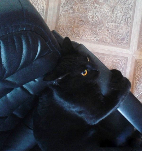 Отданные даром. К котовторнику