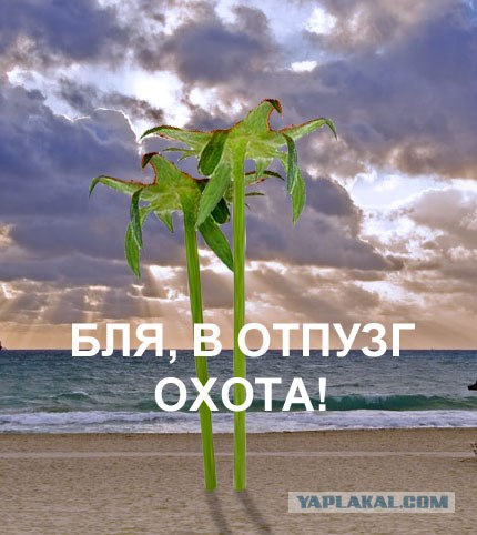 Фотожаба: Лето, фрукты, генетика!