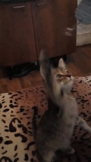 Эти забавные животные