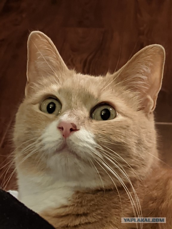 Котовторнику быть