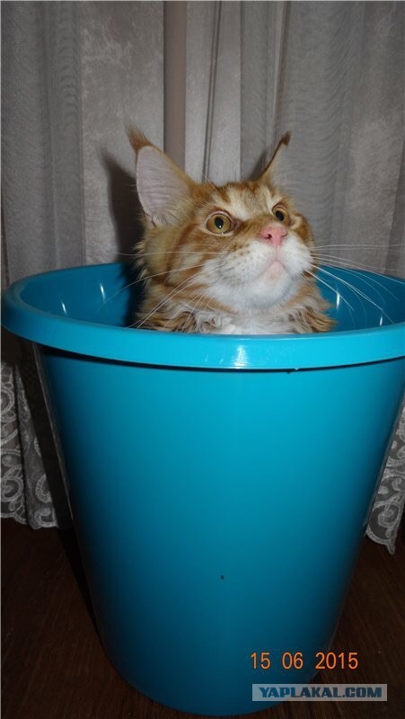 Котовторник вроде.