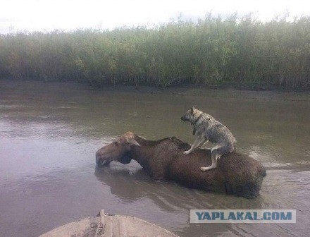 Вот это тяга к жизни! Эпичное видео сняли сотрудники Кроноцкого заповедника. Чтобы не стать обедом, лось укрылся в Тихом океане