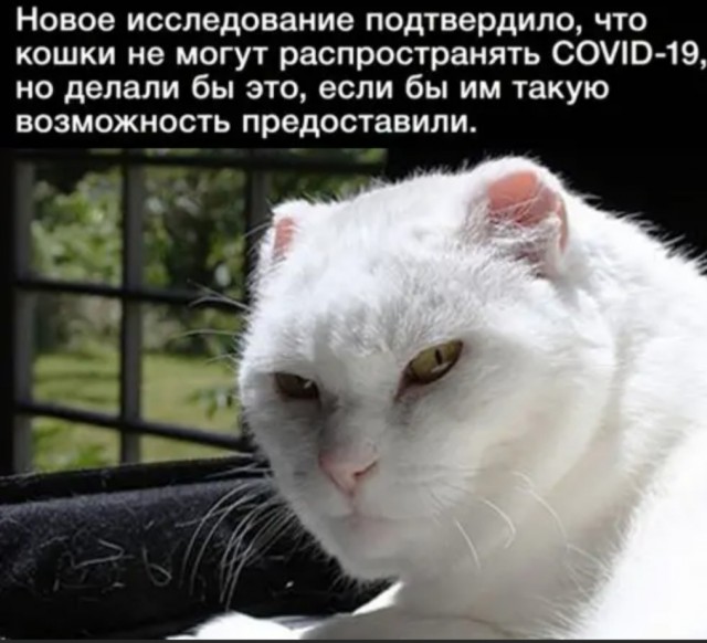 Победная поступь идиотизма по планете – том 17