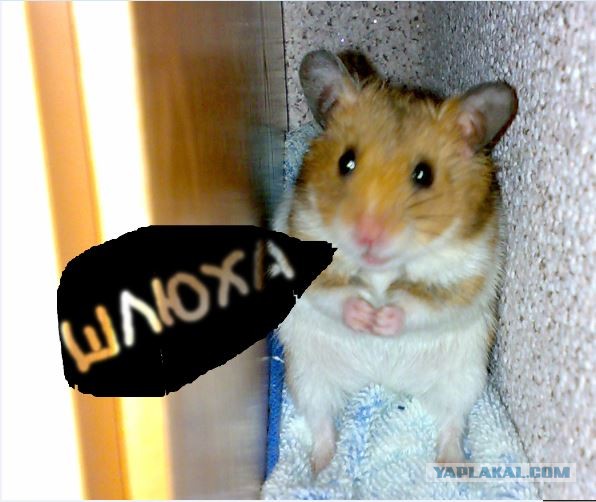 Продажный медведь