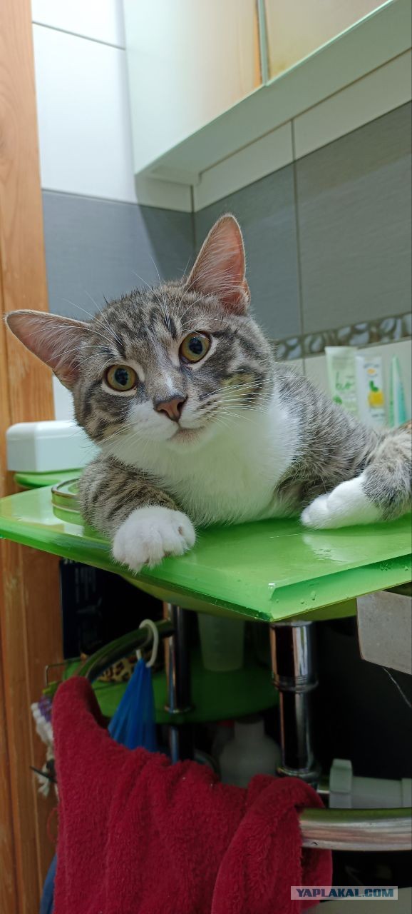 С котовторником ЯПовцы